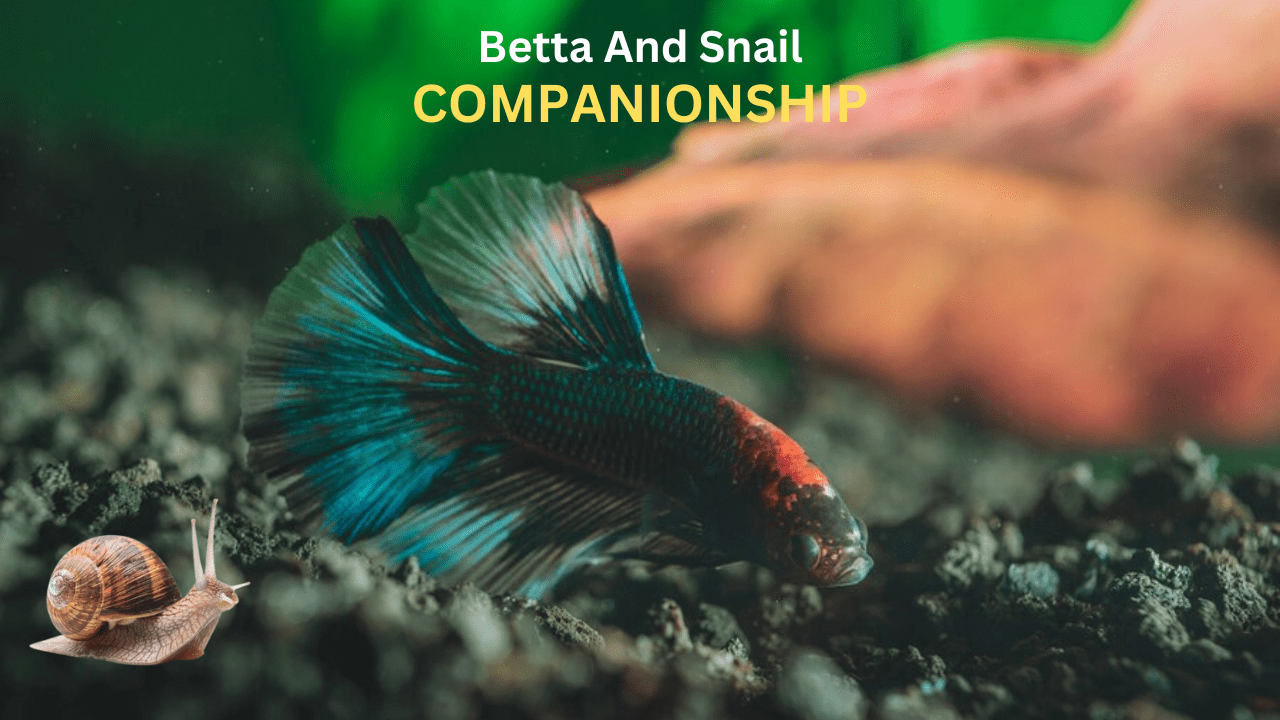 BETTA AND SNAIL