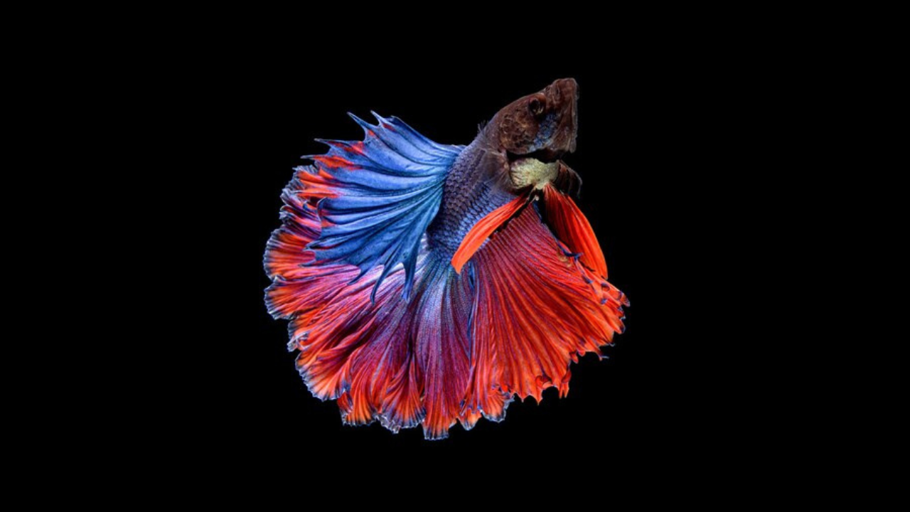 betta fish