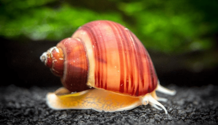 Mystery Snails