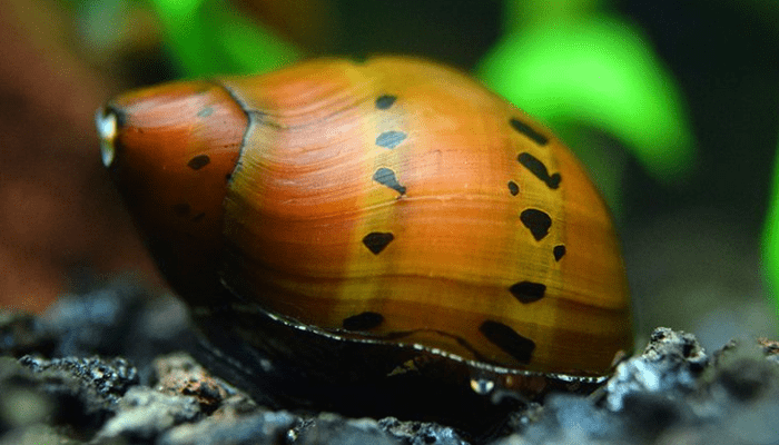 Nerite Snails