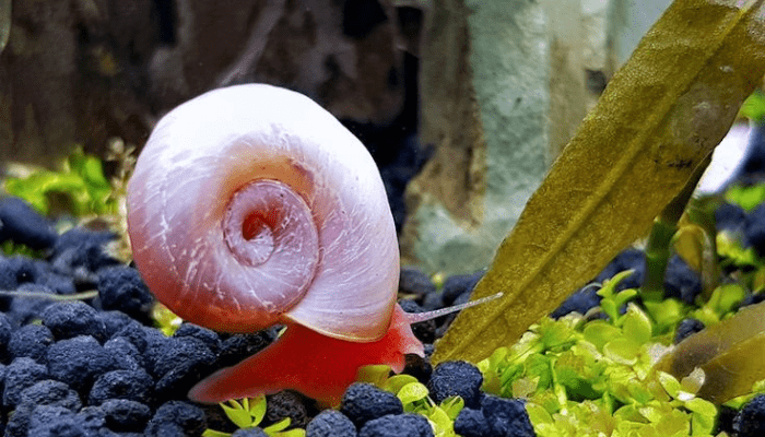 Ramshorn Snails
