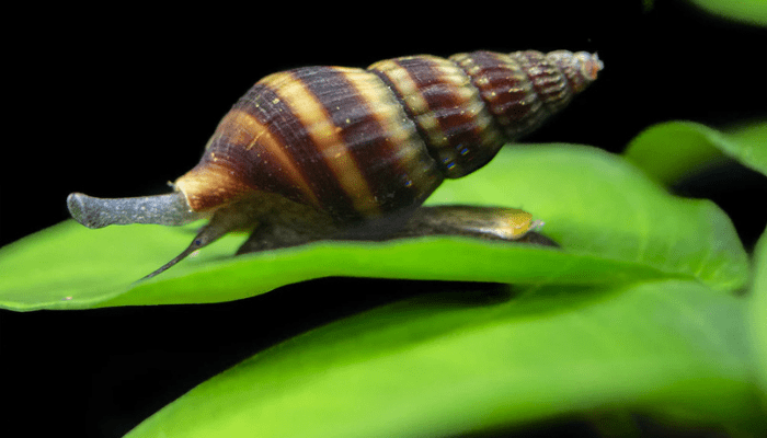 Assassin Snails
