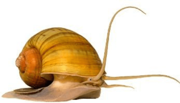 .Golden Apple Snails
