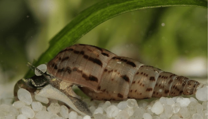 Melanoides tuberculata