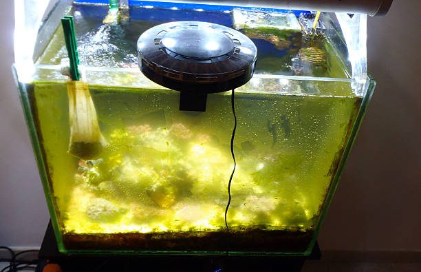 Automatic fish feeder