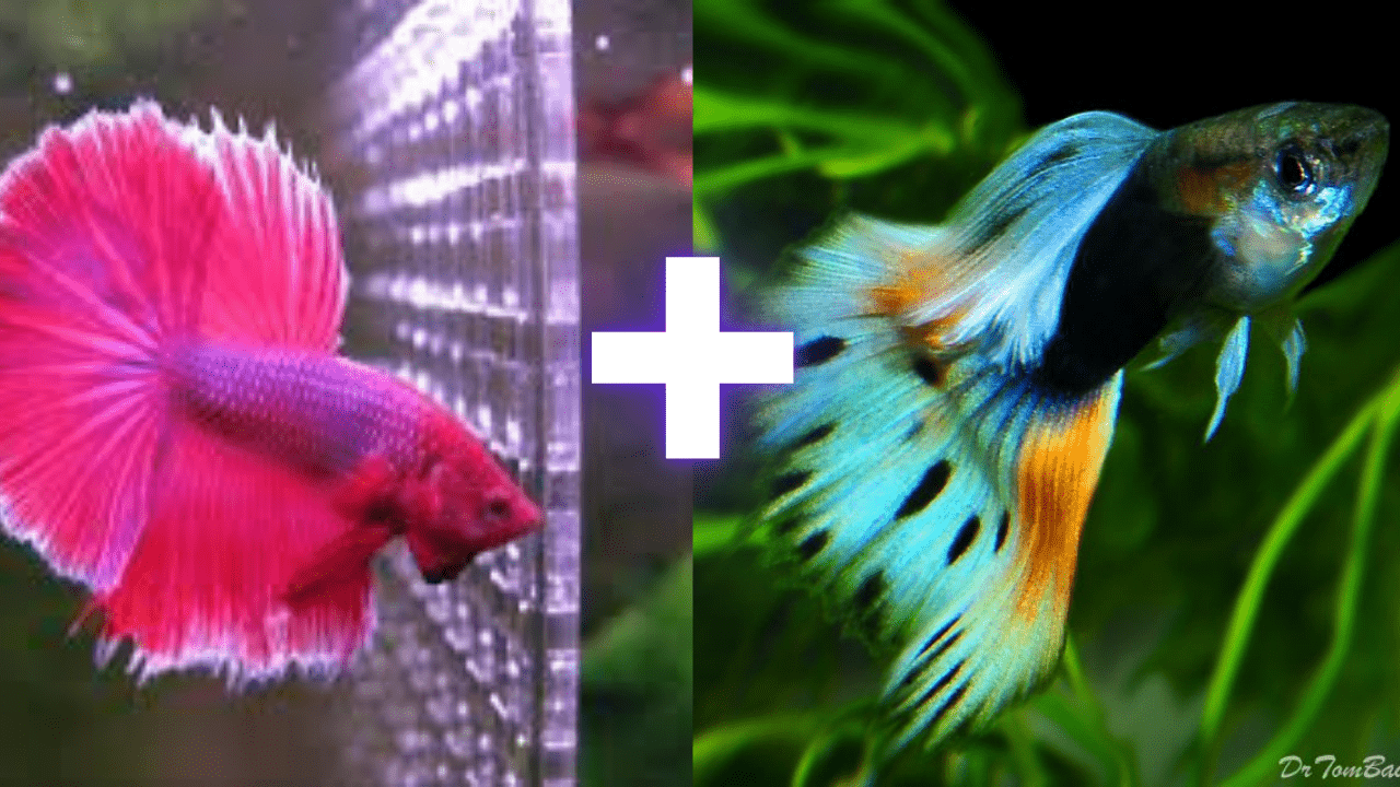 betta and guppies