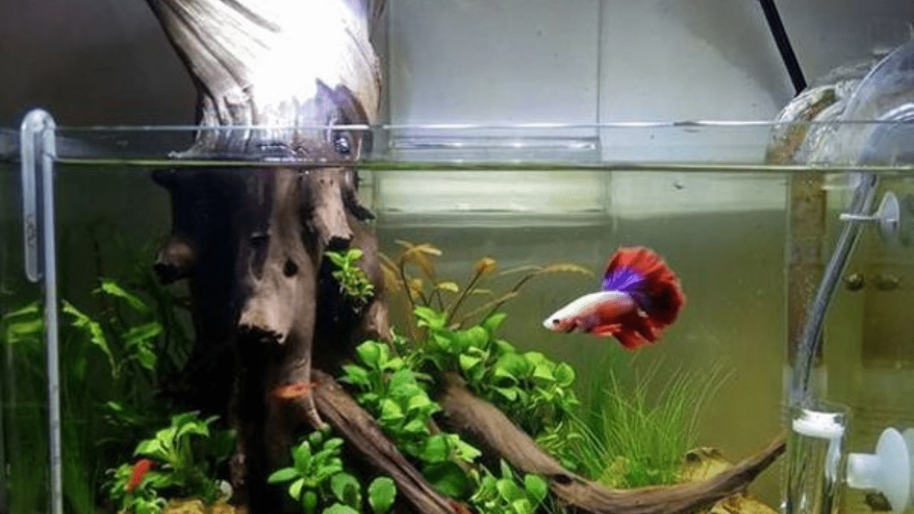 do betta fish need light