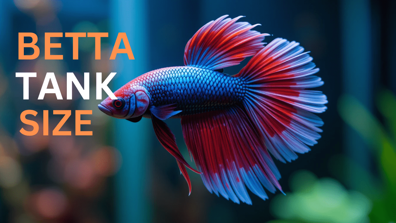 betta fish tank size