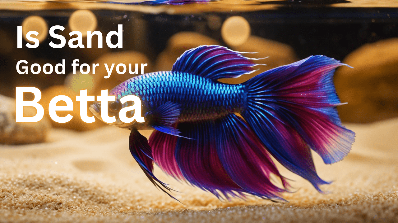 sand for your betta fish 