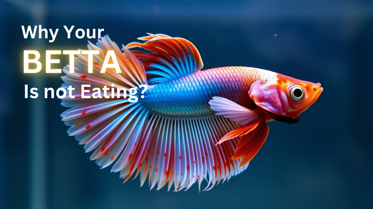 betta fish not eating 