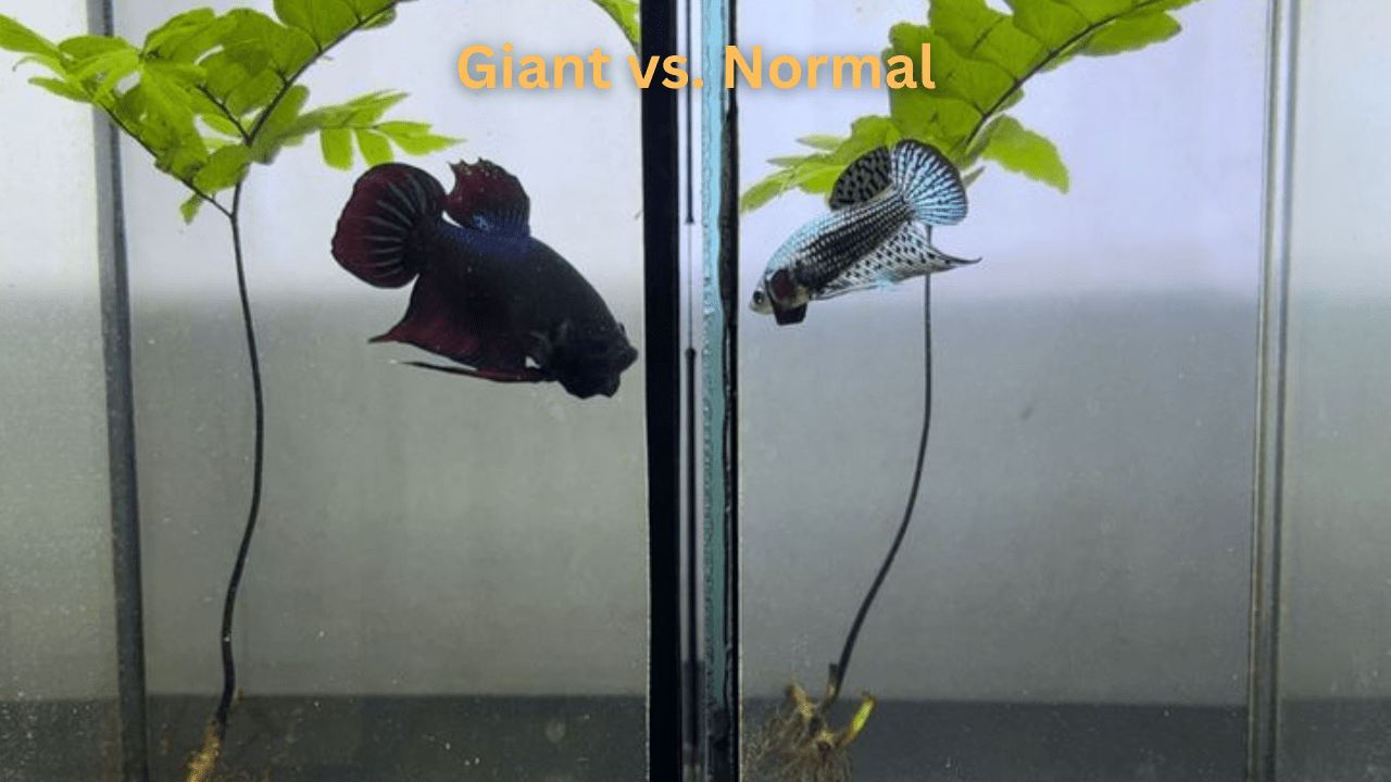 Giant Betta vs Normal Betta