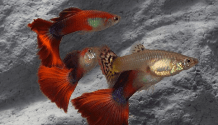 guppies