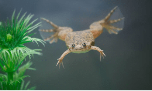 African Dwarf Frog