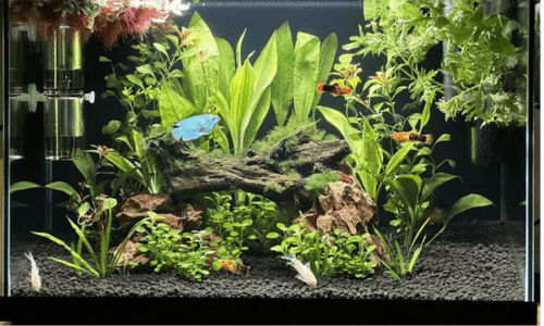 10 gallon aquarium