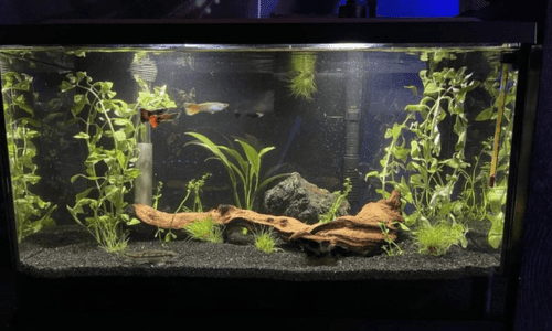 tank aquarium